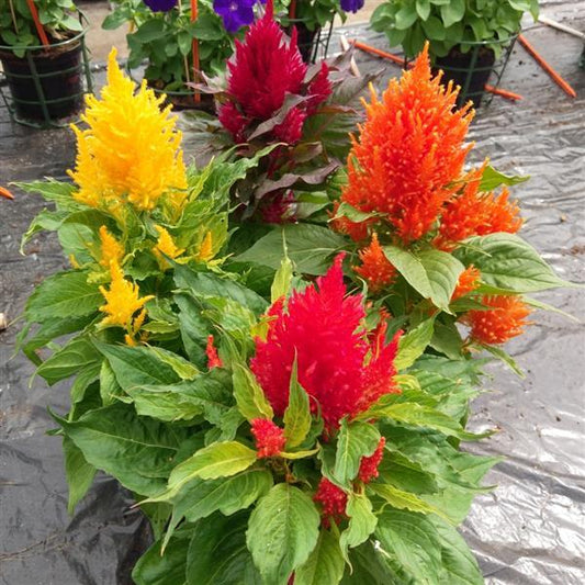 Heat-tolerant Arrabona Mix celosia flowers for summer cutting gardens