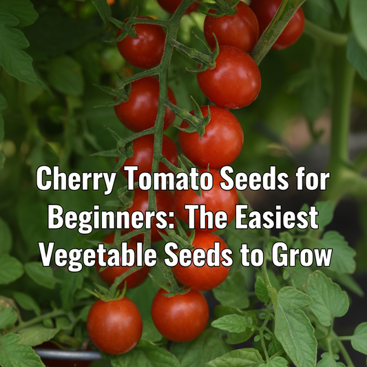 Cherry tomato plants with ripe red tomatoes growing on a vine in the garden