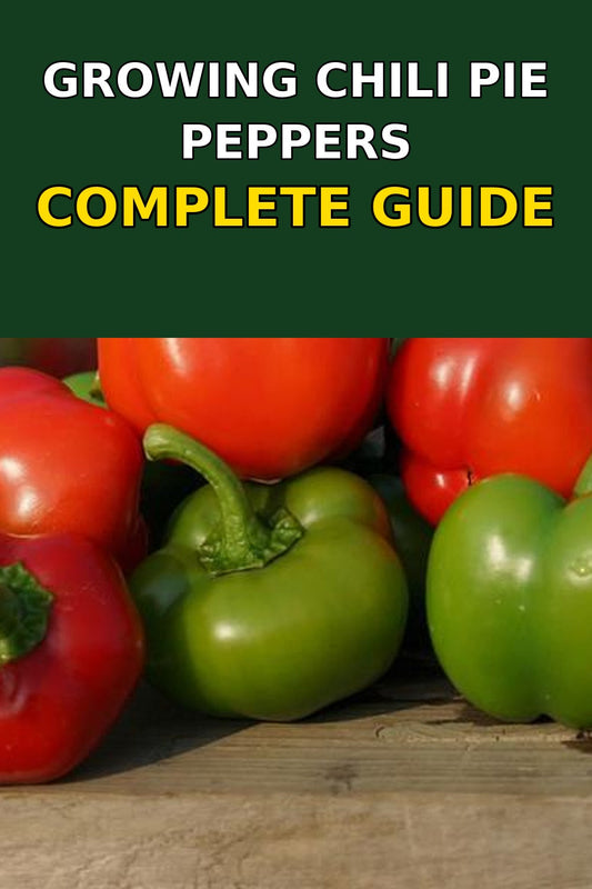 Chili Pie hot peppers in green and red stages on a rustic surface — compact miniature bell peppers ideal for stuffing, pickling, and fresh use