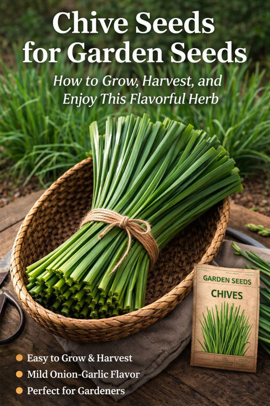 Chive seeds for garden growing with fresh green chives harvested in a basket