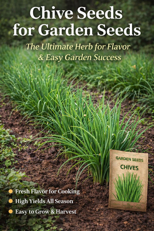 Chive seeds growing in a garden bed with healthy green chive plants