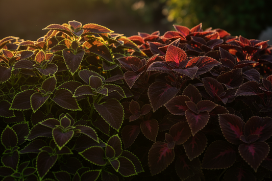 Coleus Chocolate Mint and Chocolate Covered Cherry seeds — rich dark foliage varieties for full sun gardens