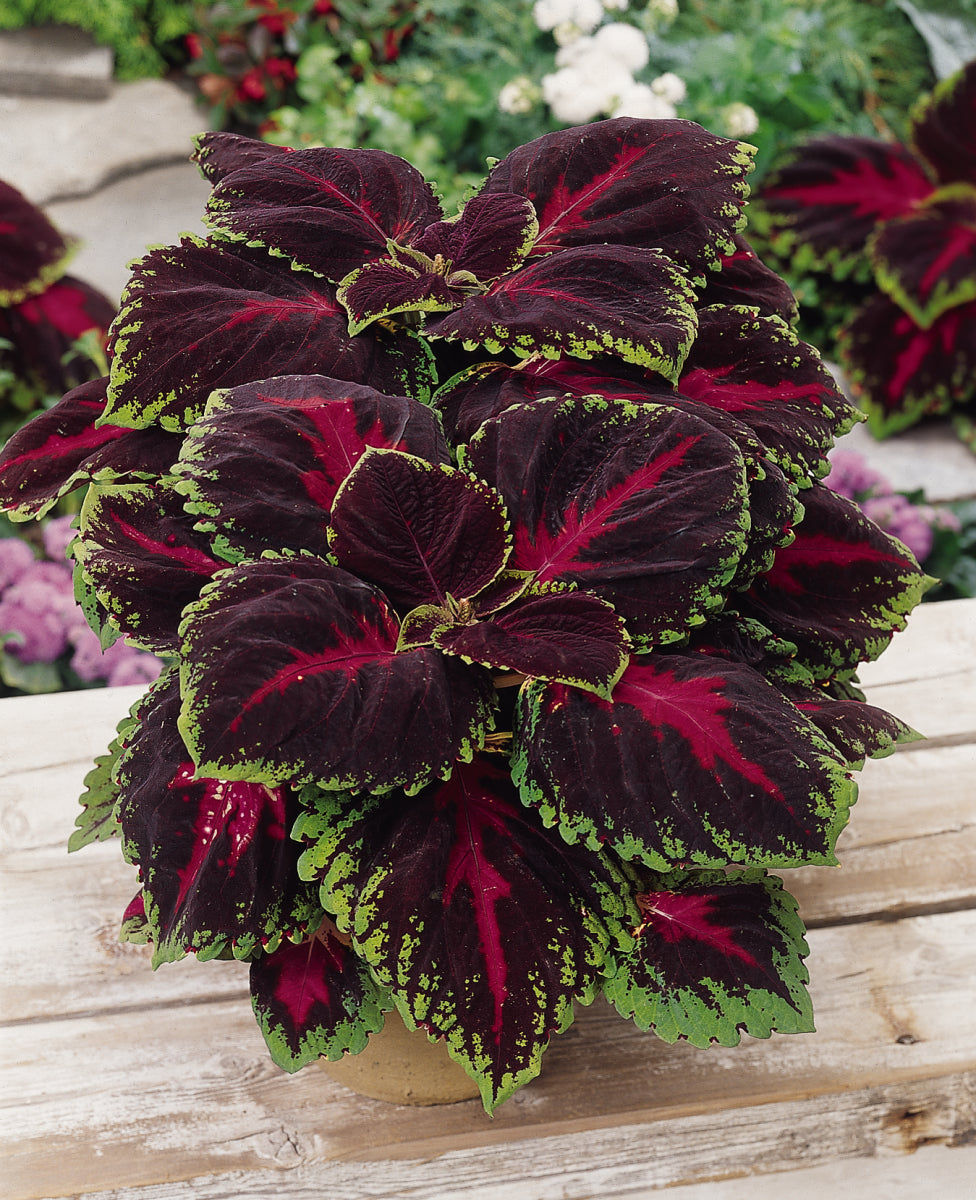 Coleus Kong Red plant featuring extra-large leaves with vivid red centers and green margins, ideal for shade gardens and containers.