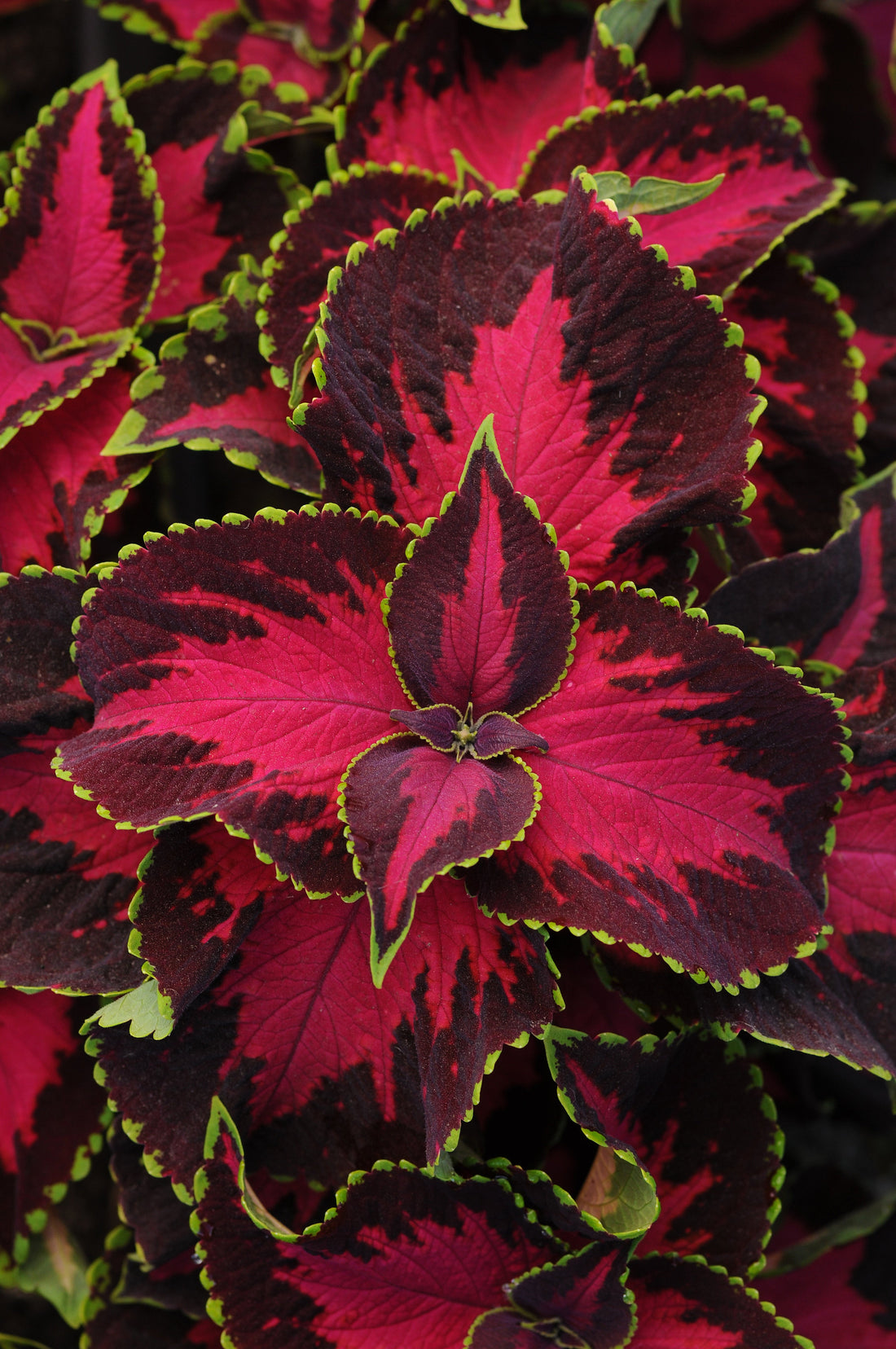 Coleus Premium Sun Chocolate Cherry plant with deep chocolate brown leaves and bright cherry red centers, displayed in a sunlit garden setting.