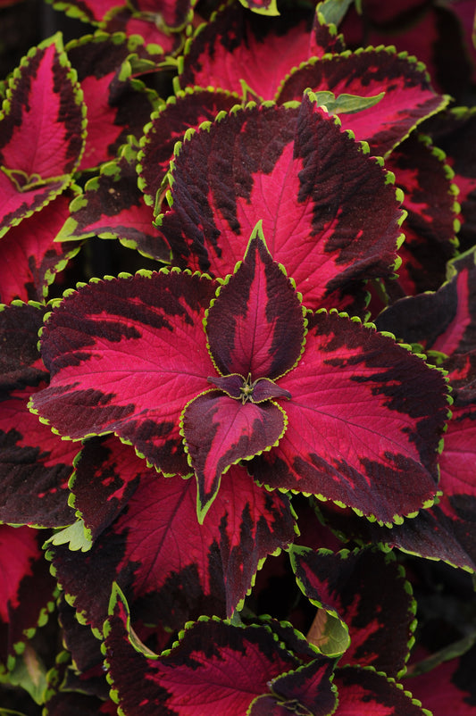 Coleus Premium Sun Chocolate Cherry plant with deep chocolate brown leaves and bright cherry red centers, displayed in a sunlit garden setting.