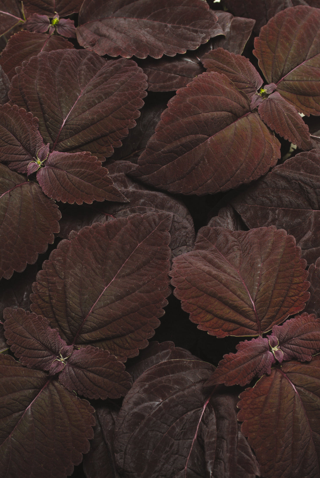 Coleus Premium Sun Chocolate plant with deep, dark brown foliage and a dense, mounded growth habit, ideal for full-sun gardens and containers.