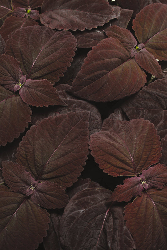 Coleus Premium Sun Chocolate plant with deep, dark brown foliage and a dense, mounded growth habit, ideal for full-sun gardens and containers.