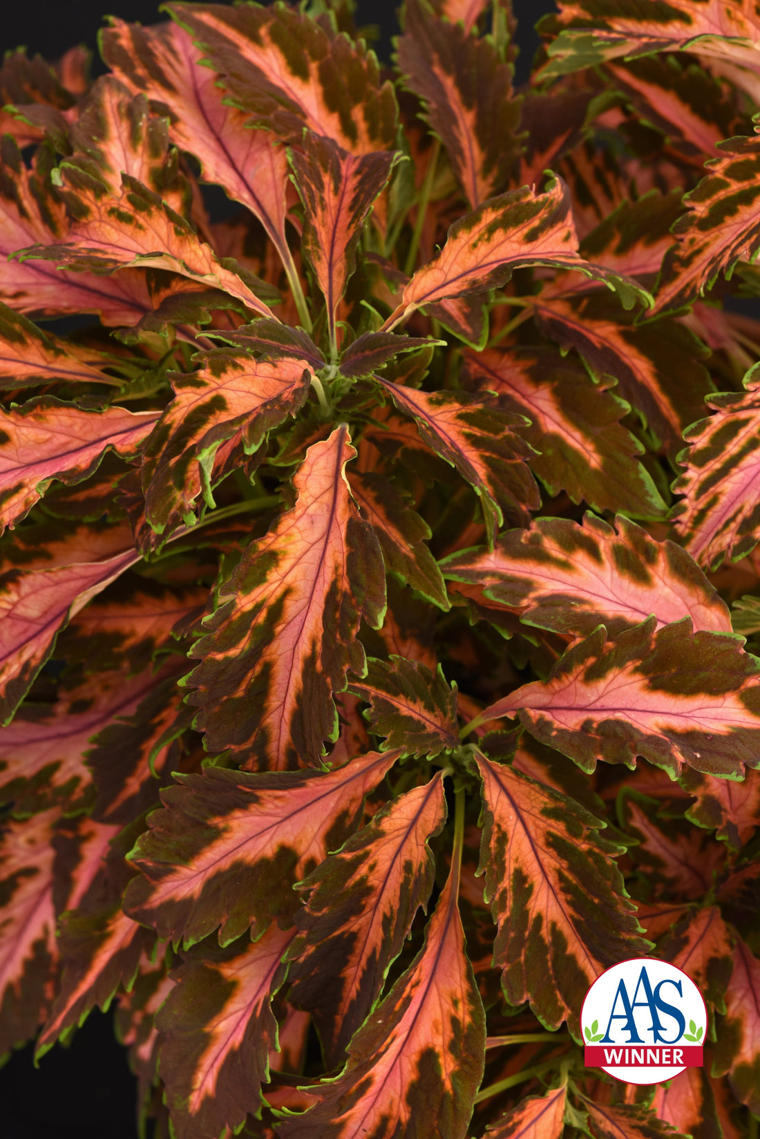Coleus Premium Sun Coral Candy showing coral pink and lime green marbled foliage in a compact, sun-loving plant ideal for containers and sunny beds.