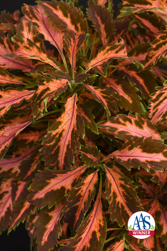 Coleus Premium Sun Coral Candy showing coral pink and lime green marbled foliage in a compact, sun-loving plant ideal for containers and sunny beds.