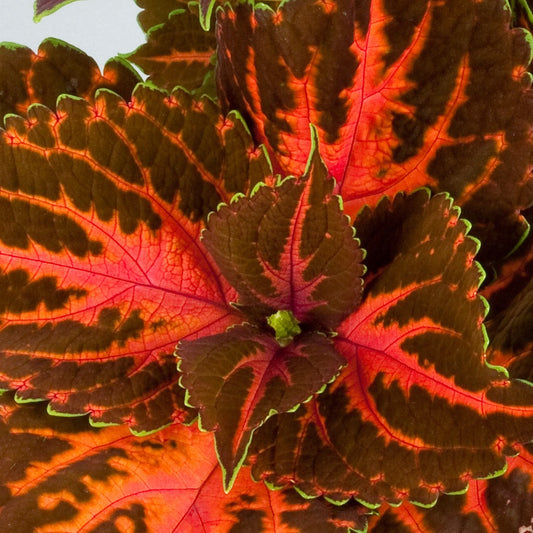 Coleus Rainbow Festive Dance with bold, multi-colored foliage in shades of red, green, and bronze growing in a garden bed.