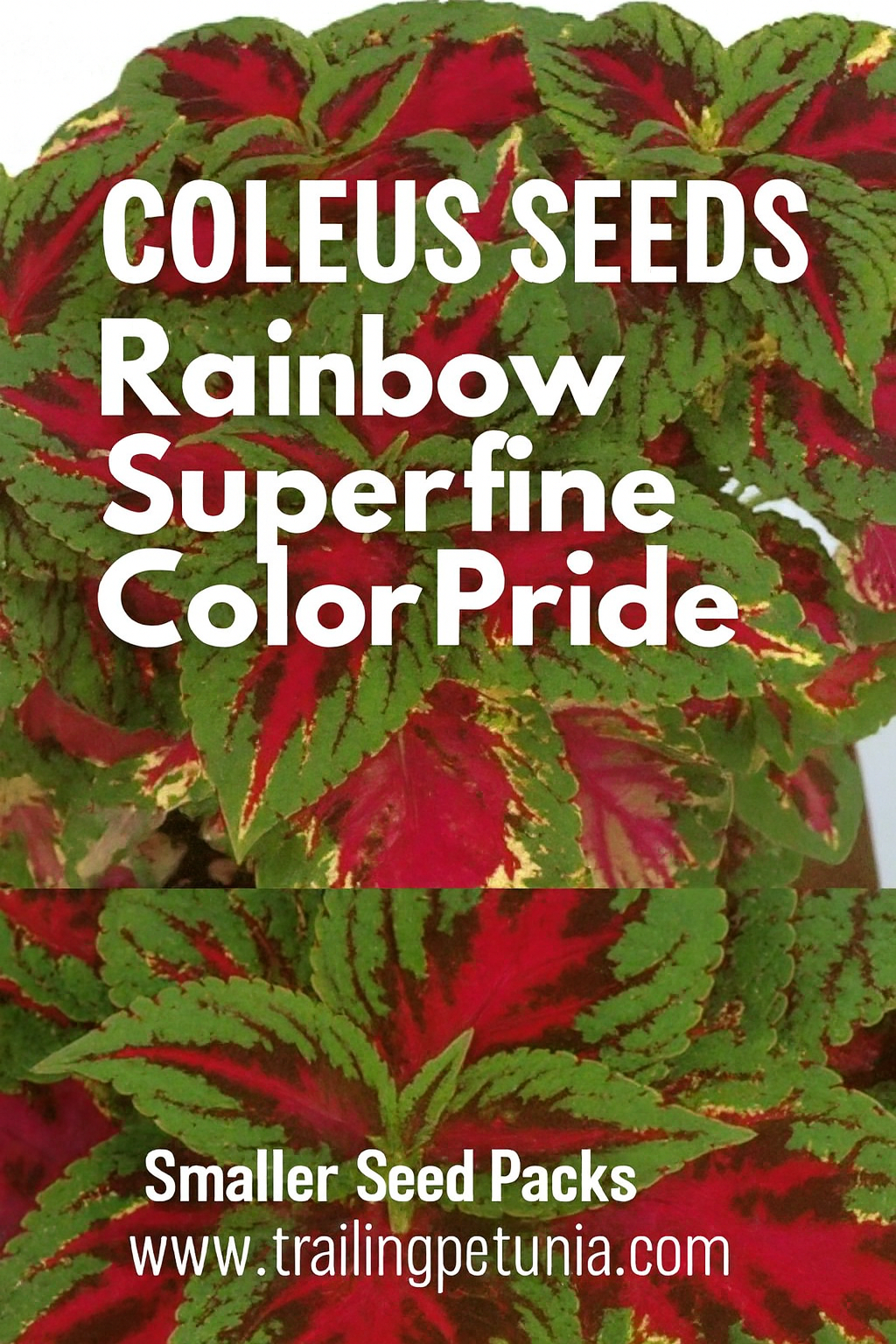 Coleus Rainbow Superfine Color Pride with bright red, pink, and green variegated foliage, perfect for adding bold color to shade gardens, containers, and hanging baskets