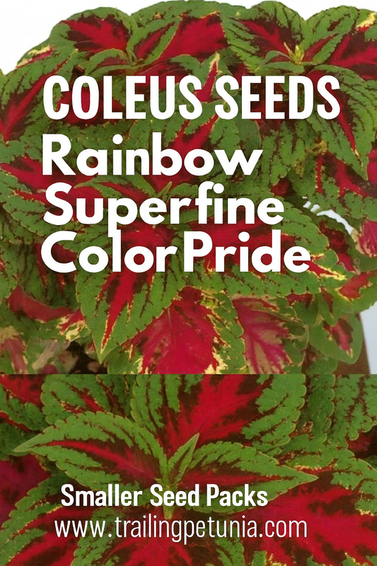 Coleus Rainbow Superfine Color Pride with bright red, pink, and green variegated foliage, perfect for adding bold color to shade gardens, containers, and hanging baskets