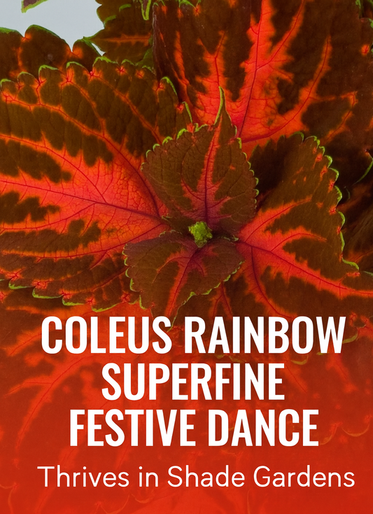 Coleus Rainbow Superfine Festive Dance foliage with vivid shades of burgundy, pink, and green, perfect for shade gardens, hanging baskets, and colorful container displays