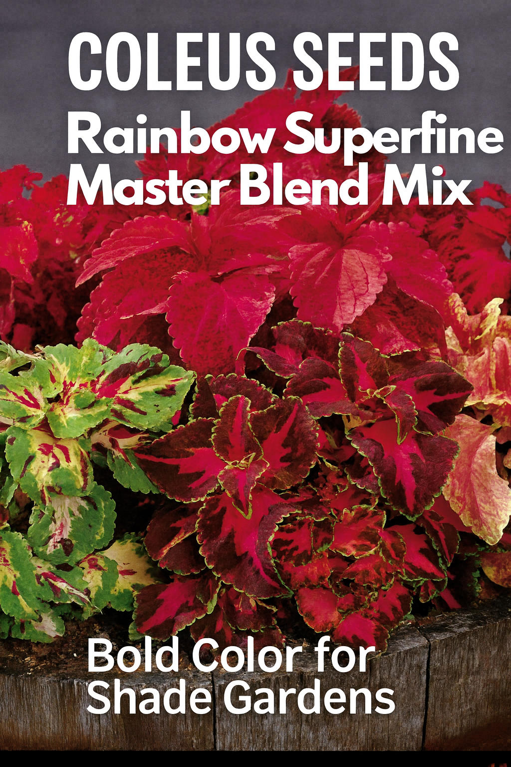 Coleus Rainbow Superfine Master Blend Mix with bold red, pink, yellow, and green foliage planted together in a rustic wooden container, perfect for shady garden spaces and containers