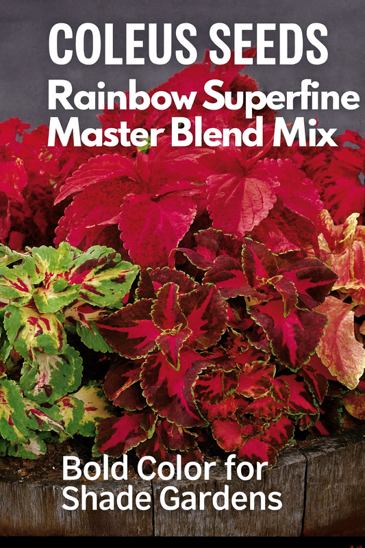 Coleus Rainbow Superfine Master Blend Mix with bold red, pink, yellow, and green foliage planted together in a rustic wooden container, perfect for shady garden spaces and containers