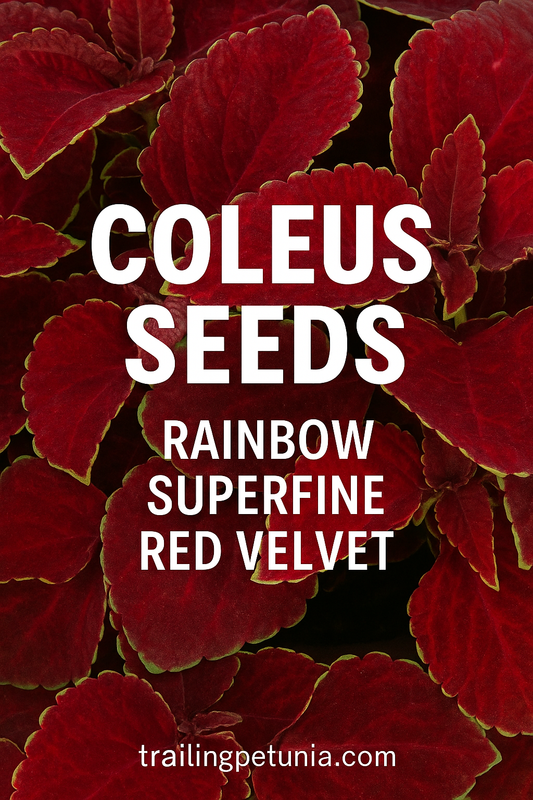 Coleus Rainbow Superfine Red Velvet with deep burgundy-red velvety leaves edged in bright green, ideal for shady gardens, hanging baskets, and containers
