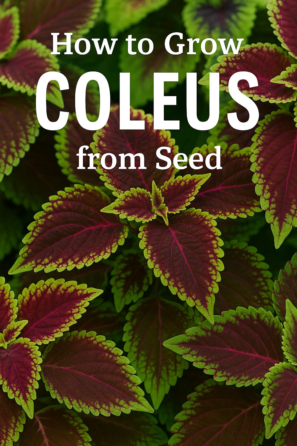 Colorful coleus foliage plants grown from seed in a bedding garden display