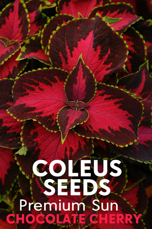 Colorful foliage from Coleus Premium Sun Chocolate Cherry plant"