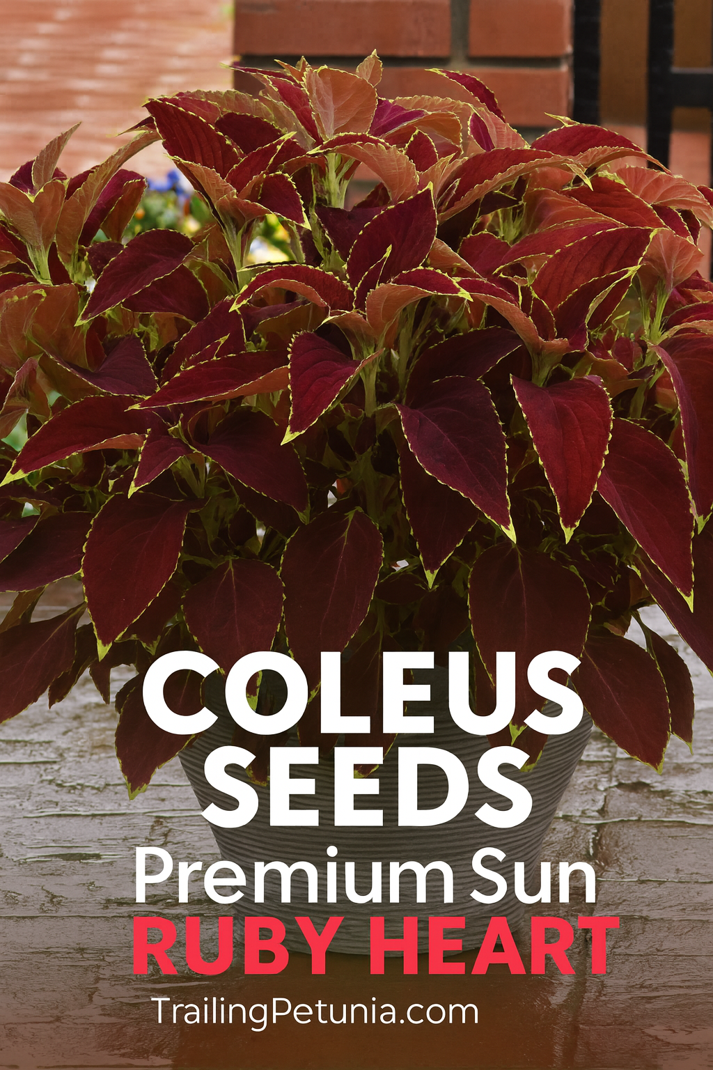 Coleus Ruby Heart container garden display