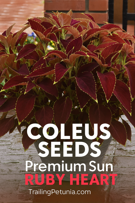 Coleus Ruby Heart container garden display