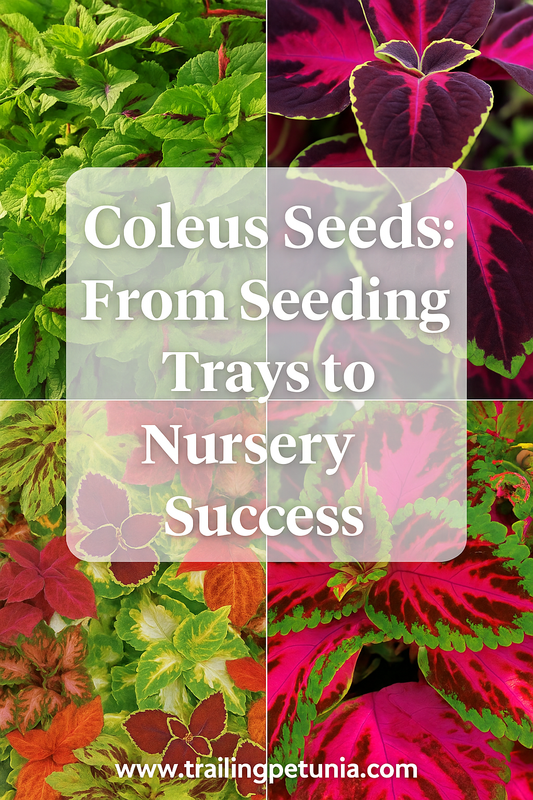 Vibrant coleus foliage in shades of green, burgundy, pink, and yellow, representing a complete guide to starting coleus seeds in trays and growing strong nursery plants