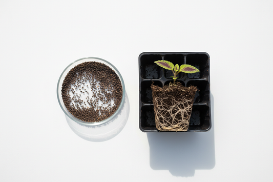 Coleus seeds in a dish next to a rooted coleus plug in a cell tray