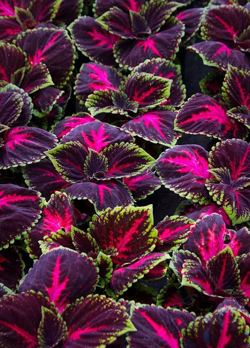Coleus Kong Red seedlings growing in trays — coleus from seed to transplant size timeline guide