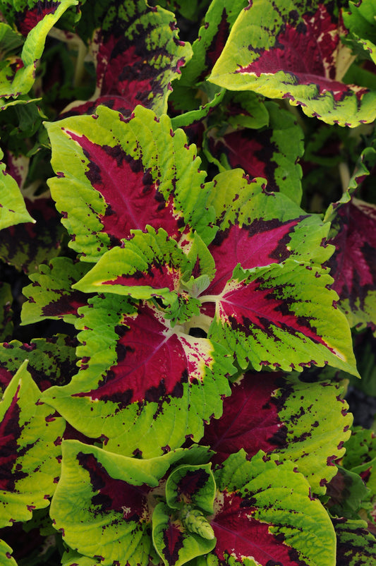 Color Without the Flowers: Why Coleus Is a Must-Grow from Seed