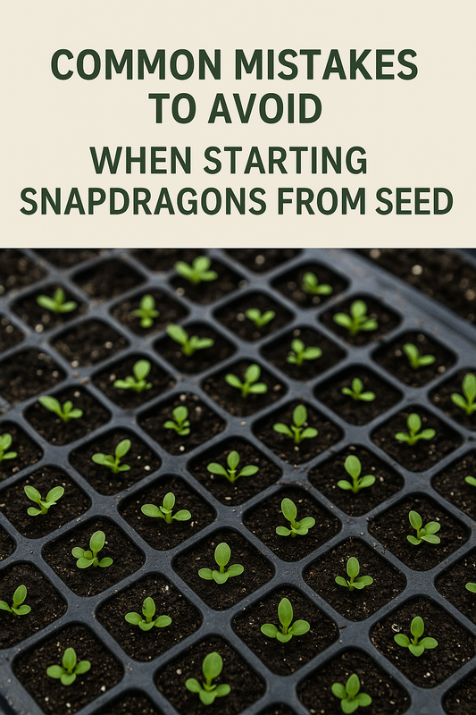 Snapdragon seedlings growing in plug trays – common mistakes to avoid when starting snapdragon seeds for cut flower production