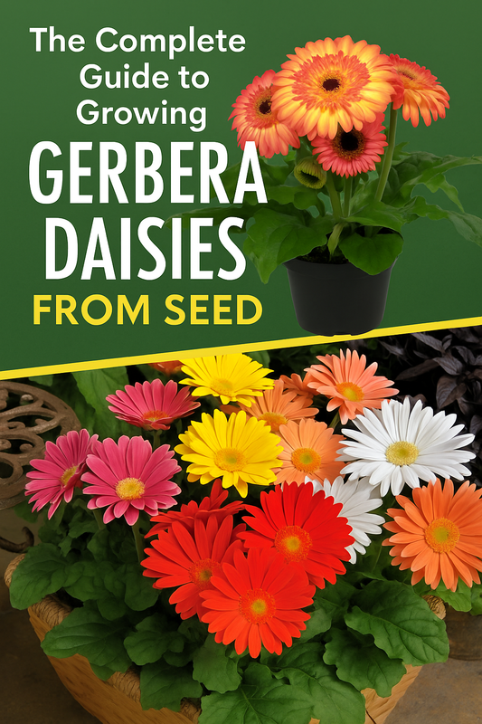 Complete Gerbera Daisy Seed Guide covering varieties, care, overwintering, pests, and patio pot growing tips