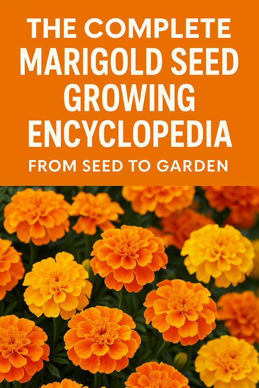 Colorful marigolds in bloom from seed — complete guide to growing African and French marigolds