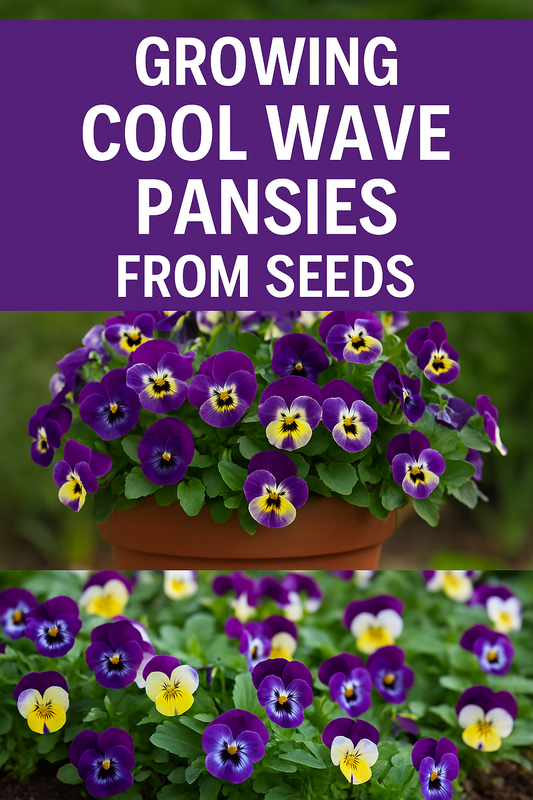 Cool Wave pansy seeds growing in garden beds and containers