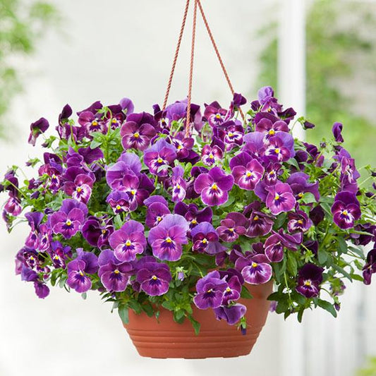 Close-up of vibrant raspberry-colored Cool Wave® trailing pansies in bloom, spilling over the edge of a garden container with lush green foliage