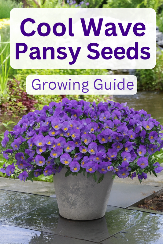 Cool Wave pansy flowers overflowing from a patio container, showing bright purple trailing blooms perfect for fall and spring gardens.