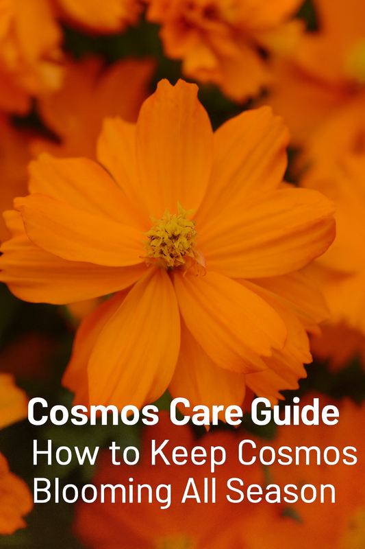 Bright orange cosmos flower in full bloom — a perfect example of healthy cosmos care for continuous color all season long.