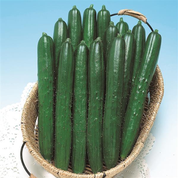 Cucumber Summer Dance growing on the vine with long, slender green fruit ready for harvest