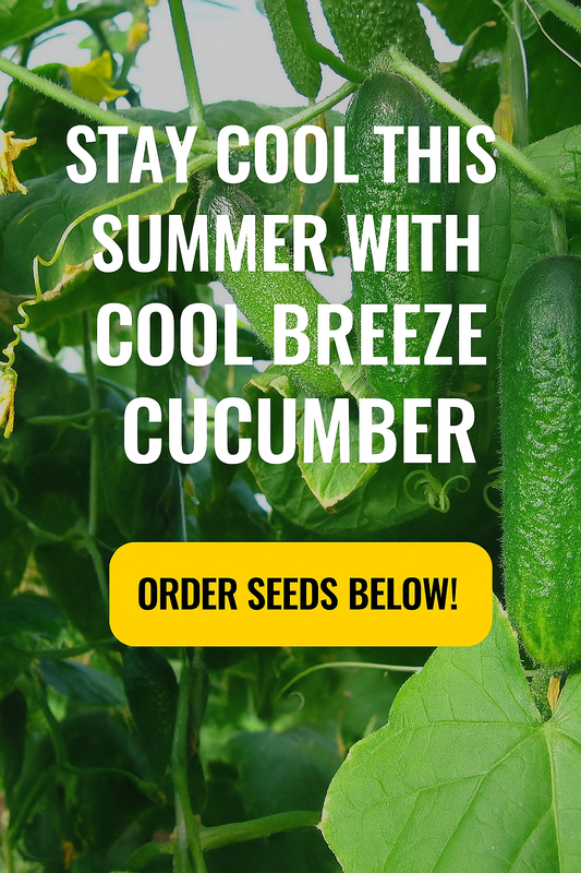 Stay Cool This Summer with Cool Breeze Cucumber  The Perfect Crunch from Your Garden