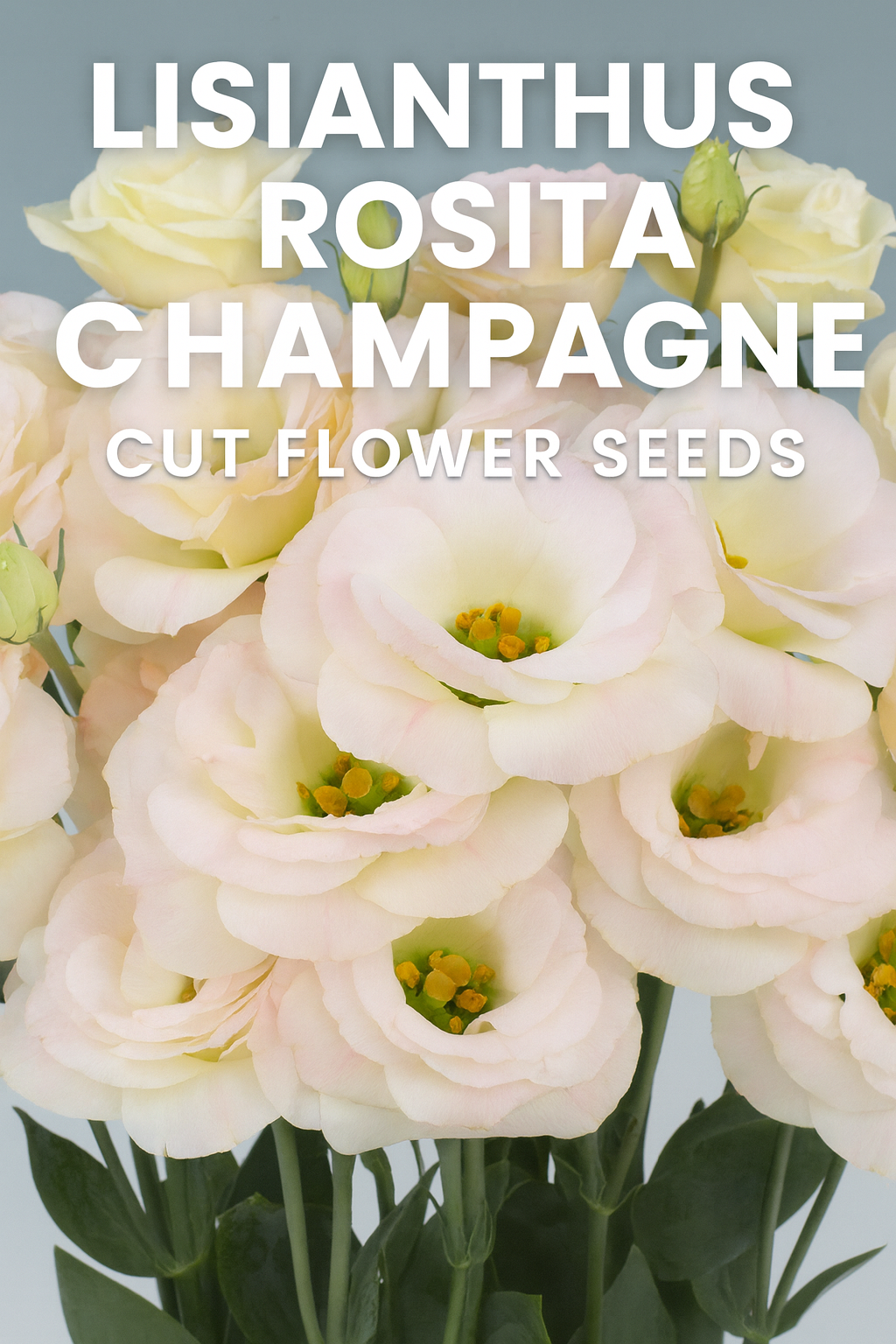 Cut Flower Seeds – Lisianthus Rosita Champagne for Elegant Garden & Bouquet Creations