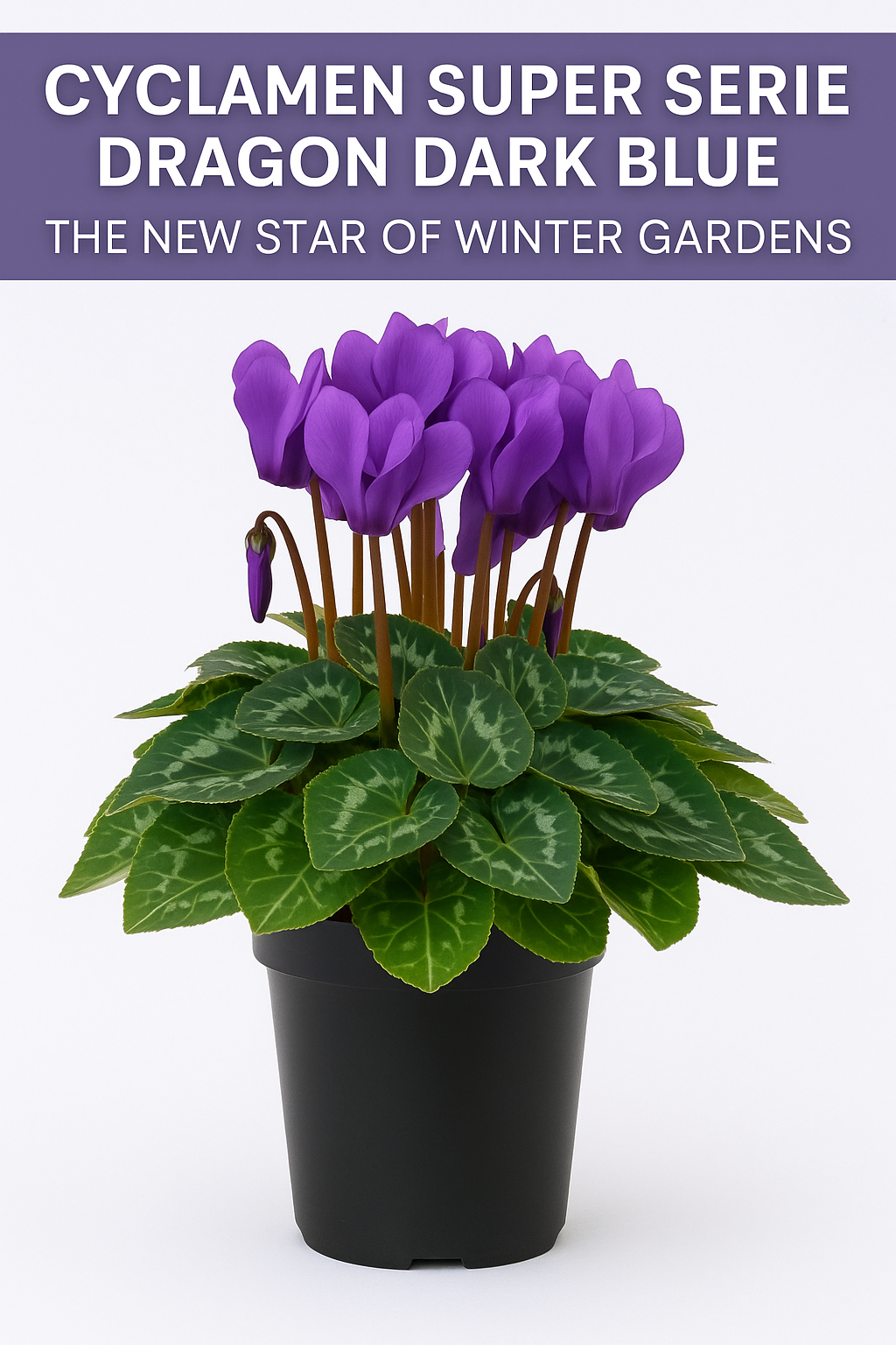 Cyclamen Super Serie Dragon Dark Blue with deep violet-blue blooms and marbled green leaves in a black po