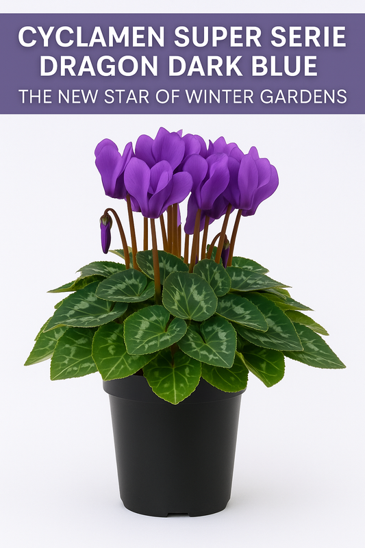 Cyclamen Super Serie Dragon Dark Blue with deep violet-blue blooms and marbled green leaves in a black po