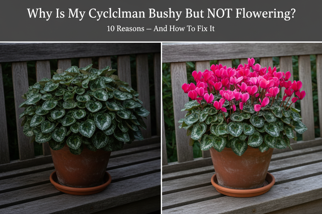 Cyclamen plant with lush leaves but no flowers next to a cyclamen in full bloom showing common blooming problems