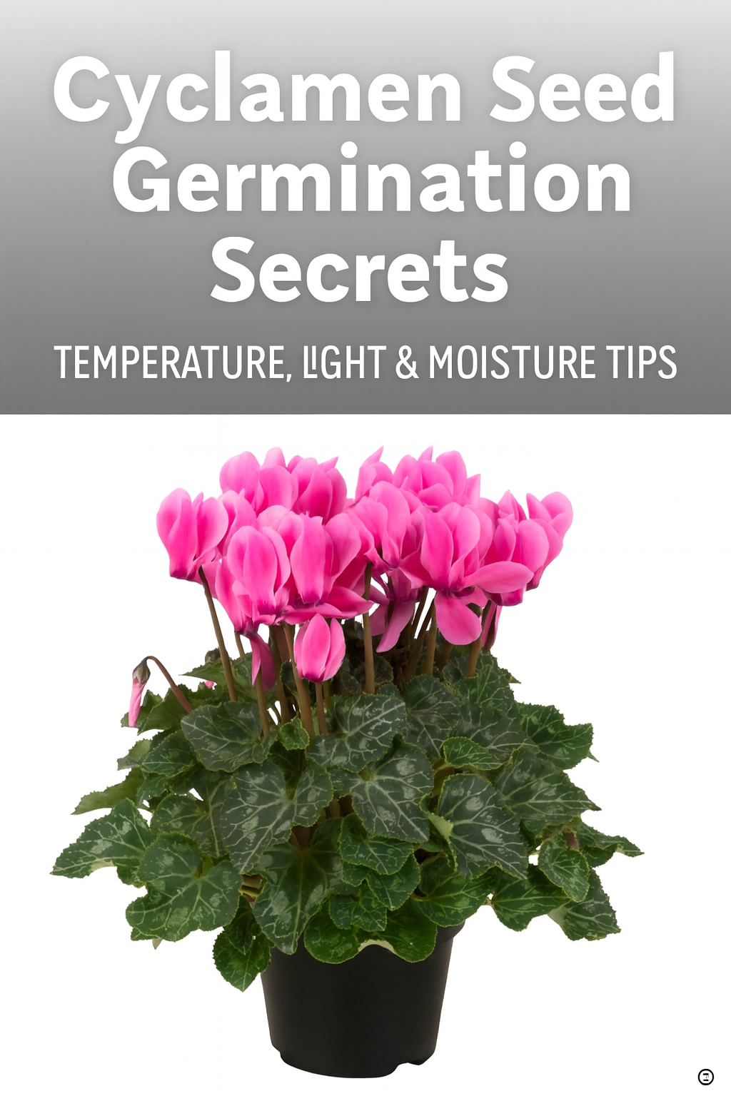 Vibrant neon pink cyclamen flowers in a dark pot with marbled green leaves — representing ideal temperature, light, and moisture balance for cyclamen seed germination
