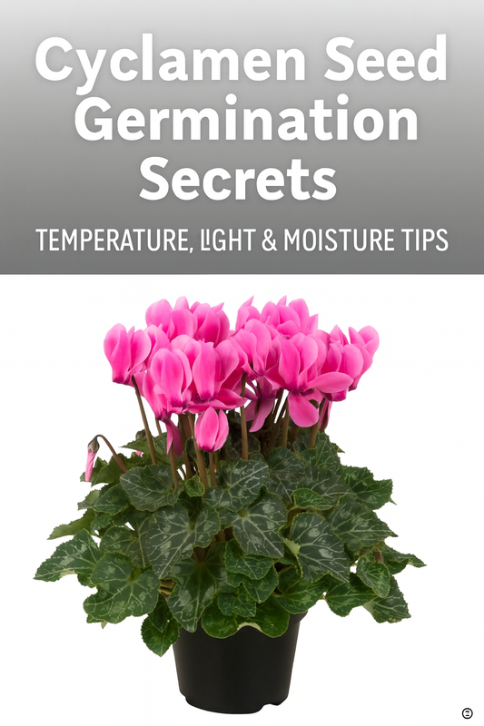Vibrant neon pink cyclamen flowers in a dark pot with marbled green leaves — representing ideal temperature, light, and moisture balance for cyclamen seed germination