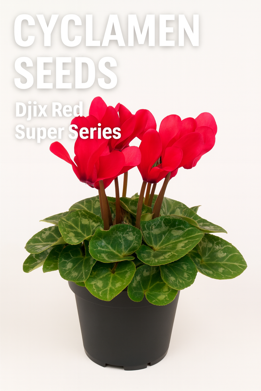 cyclamen-djix-red-super-series-flowering-plant