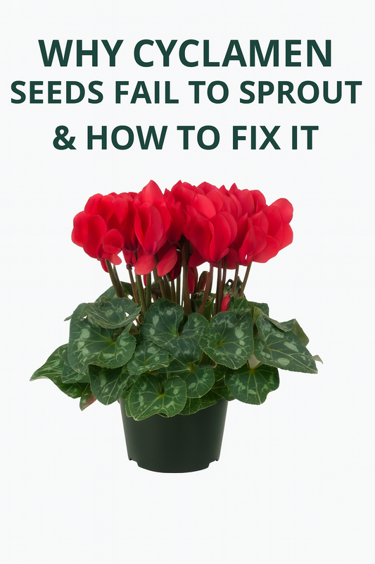 Bright red cyclamen flowers with green marbled leaves in a black pot showing healthy growth after fixing germination issues