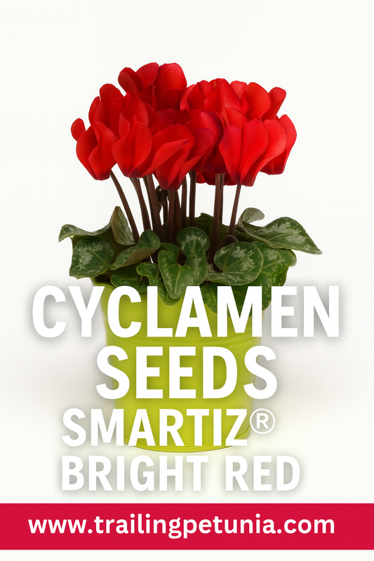 Cyclamen Smartiz Bright Red flowers in full bloom above marbled green foliage