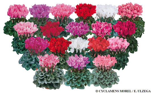 Cyclamen flowers with soft pink and white blooms and marbled foliage, ideal for shade gardens, pots, and winter containers