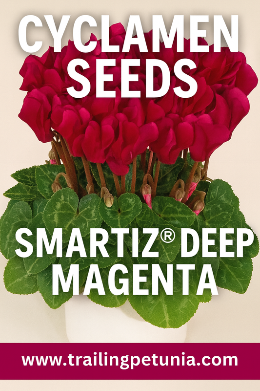 Cyclamen Smartiz Deep Magenta – Rich Magenta Blooms with Decorative Foliage