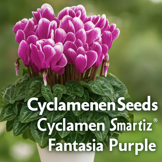 Cyclamen Smartiz Fantasia Purple – Rich Purple Blooms with White Edges