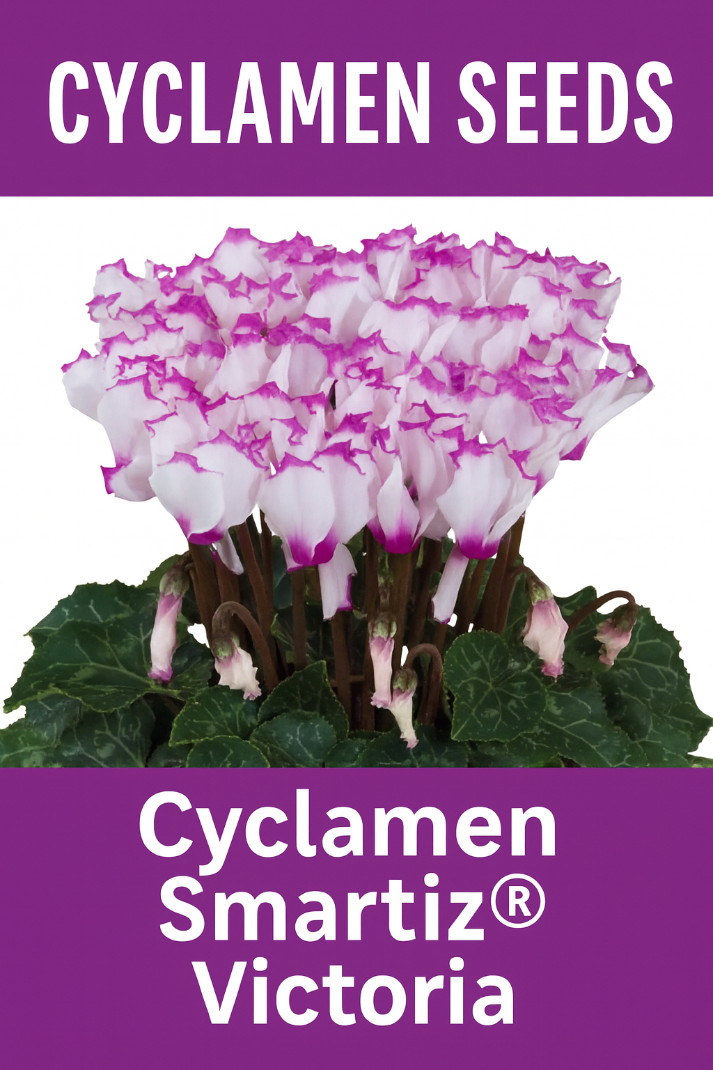 Cyclamen Smartiz Victoria – Pink and White Blooms with Marbled Foliage